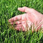 festuca.jpg