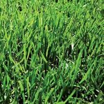 poa pratensis.jpg
