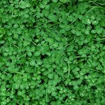 microclover.jpg