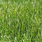 tall fescue.jpg