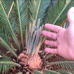cycas.jpg