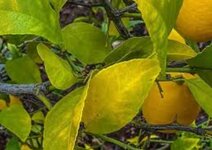 foglie gialle agrumi.jpg foglie gialle agrumi.jpg