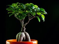 bonsai.jpg bonsai.jpg