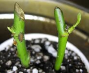 1750951888028.jpeg 1750951888028.jpeg