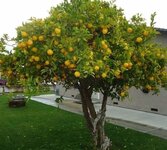 1750952011868.jpeg 1750952011868.jpeg