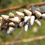 1750965689922.jpeg 1750965689922.jpeg