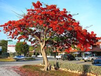 delonix regia.jpg