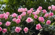 rose.jpg