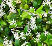 rincospermo.jpg rincospermo.jpg